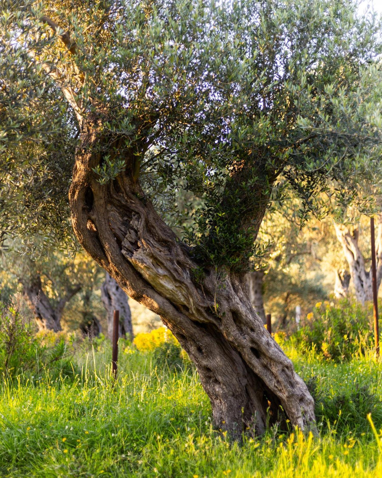 Hotel Mashtra - The Olive House Ulcinj Exteriér fotografie